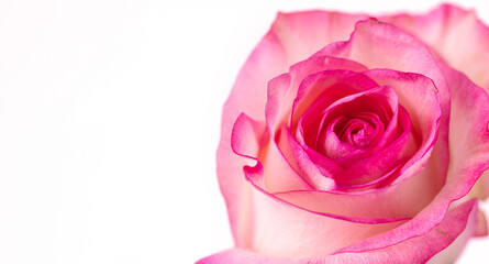 Pink rose flower background. Pink rose on white background, copy space.