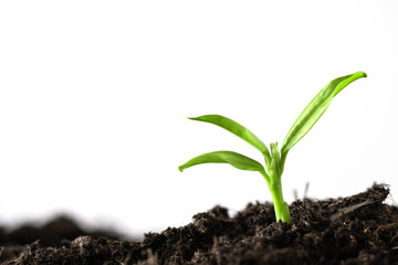 Young plant growing in a ground isolated on white. Environmental conservation and ecology concept. World Earth Day background.