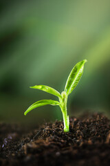 Young plant growing in a ground with sunlight. Environmental conservation and ecology concept....