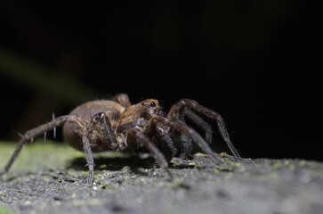 jumping spider close up on dark background
