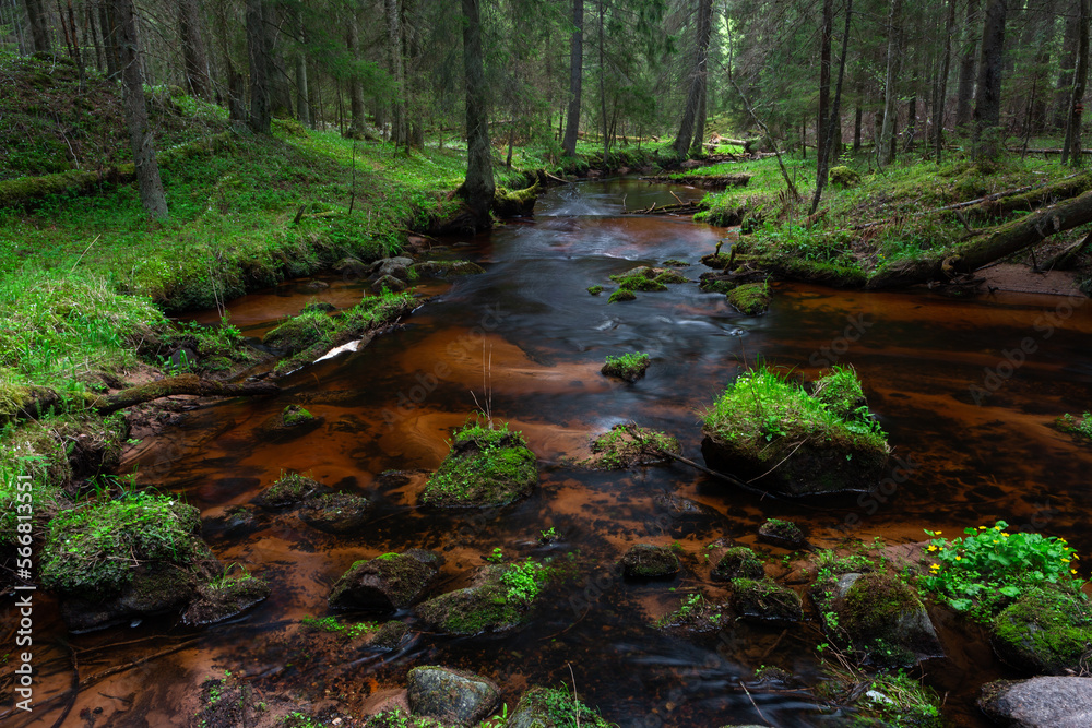 Canvas Prints A small forest river flowing through a spruce forest