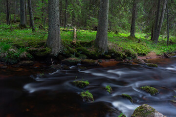 A small forest river flowing through a spruce forest