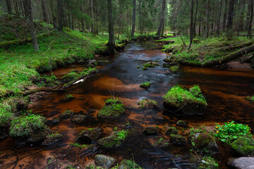 Naklejka na ściany i meble A small forest river flowing through a spruce forest