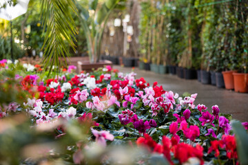 Fototapeta na wymiar Plantation of Cyclamen persicum bushes blooming with pink, magenta and carmine flowers grown in pots for sale in hothouse. Popular ornamental plant for home decor