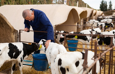 Smiling elderly man, professional cow farmer, petting small calves in open stall on autumn day..