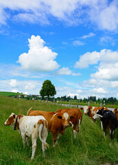 krowy na łące, cows in the meadow, wiejski krajobraz, pasture © kateej