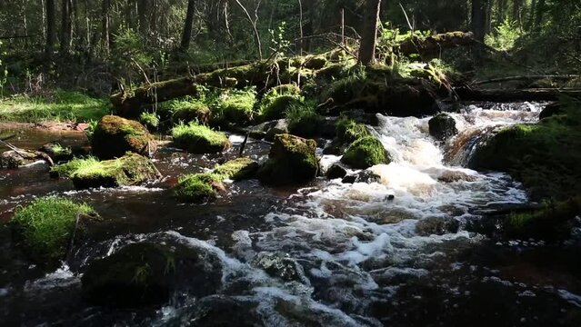 A small forest stream with sandstone outcrops