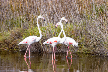 Flamant rose Camargue 