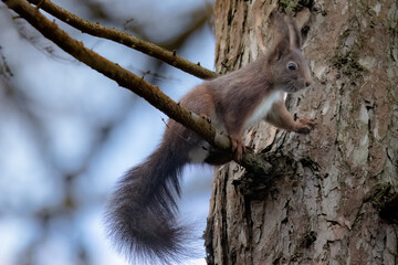 Eichhörnchen auf einem Ast in einem Baum