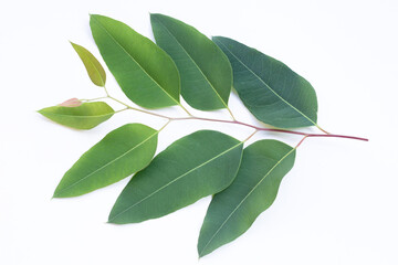 Eucalyptus leaves on white background.