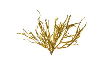 Dictyota dichotoma seaweed isolated transparent png. Brown alga branch.