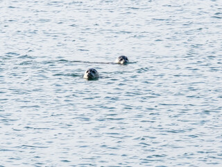 抜海のアザラシ（北海道）