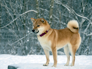 Japanese red coat dog is in winter forest. Portrait of beautiful Shiba inu male standing in the forest on the snow and trees background. High quality photo. Walk in winter