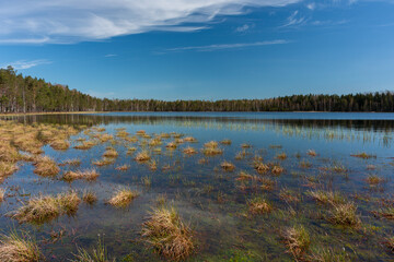early morning on a swamp lake