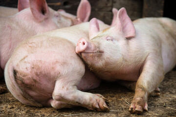 Pigs on the animal farm, agriculture and ecology
