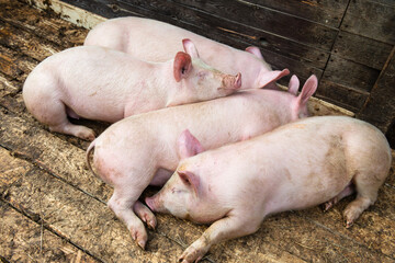 Pigs on the animal farm, agriculture and ecology