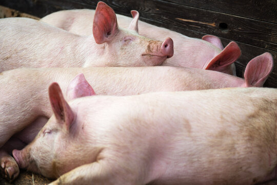 Pigs on the animal farm, agriculture and ecology