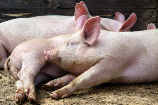 Pigs on the animal farm, agriculture and ecology