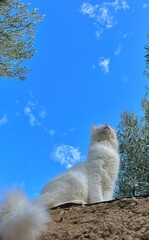 cat on the sky