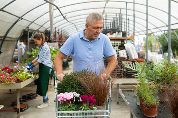 Obraz premium Mature man pushing cart with various potted flowers at the flower market