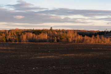 Fototapeta premium Cultivated crop fields in the spring