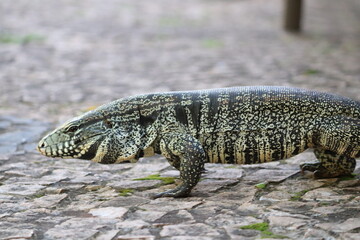 Lagarto Teiú