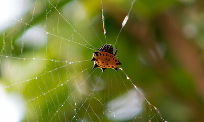 Spider waiting for prey in the spider's web