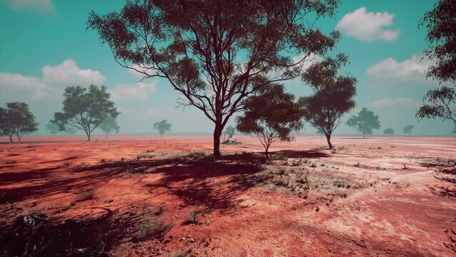african landscape with a acacia trees