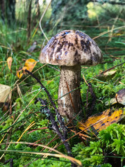 Mushroom in the forest, in the grass. Natural background. Healthy vegetarian food. Mushroom picking season. Delicious, natural food.