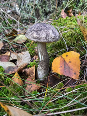 Mushroom in the forest, in the grass. Natural background. Healthy vegetarian food. Mushroom picking season. Delicious, natural food.