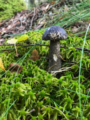 Mushroom in the forest, in the grass. Natural background. Healthy vegetarian food. Mushroom picking season. Delicious, natural food.