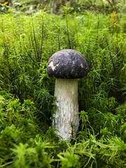 Mushroom in the forest, in the grass. Natural background. Healthy vegetarian food. Mushroom picking season. Delicious, natural food.