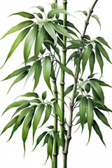 Fototapeta premium Bamboo plant with green stems and leaves, Generative AI