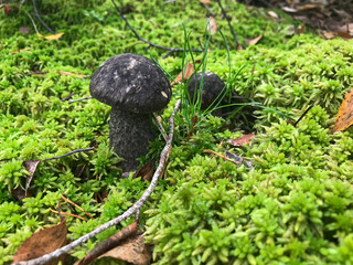 Mushroom in the forest, in the grass. Natural background. Healthy vegetarian food. Mushroom picking season. Delicious, natural food.