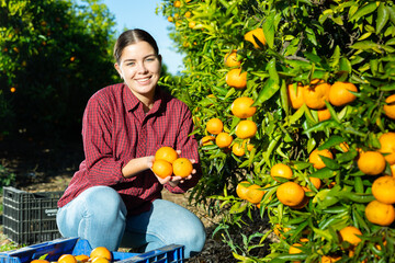 Happy female farmer near branches of tangerine tree with mandarins, picking fruits during...