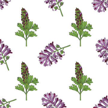 vector graphic seamless pattern with fumaria officinalis