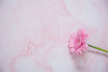 one pink gerbera flower on pink marble background with space for text