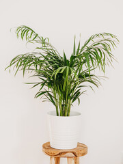 Areca Palm houseplant in white ceramic pot on wood stoo