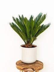 Cycas revoluta houseplant in white ceramic pot on wood stool