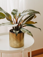 Philodendron Imperial Red houseplant in gold metal pot on white table © senteliaolga