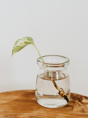 Small green sprout philodendron houseplant in jar of water © senteliaolga