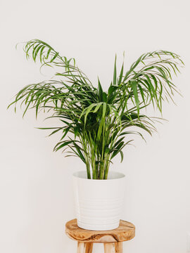 Areca Palm Houseplant In White Ceramic Pot On Wood Stoo