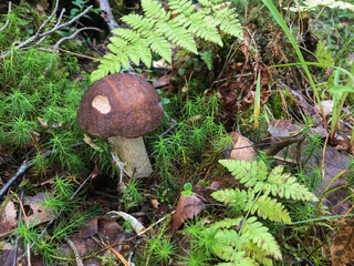 Mushroom in the forest, in the grass. Natural background. Healthy vegetarian food. Mushroom picking season. Delicious, natural food.