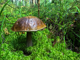 Mushroom in the forest, in the grass. Natural background. Healthy vegetarian food. Mushroom picking season. Delicious, natural food.