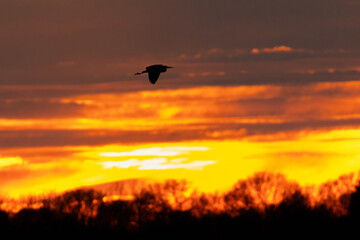 Fischreiher Silhouette vor einem Sonnenuntergang