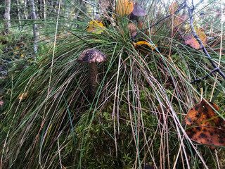 Mushroom in the forest, in the grass. Natural background. Healthy vegetarian food. Mushroom picking season. Delicious, natural food.