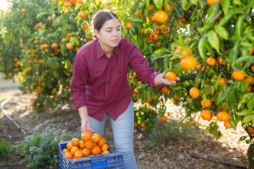 Focused European female picking ripe organic mandarins in plastic container box in orchard or on...