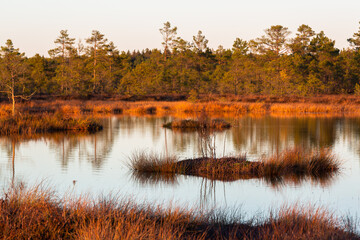 autumn landscapes of swamp lakes