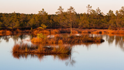 Fototapeta na wymiar autumn landscapes of swamp lakes