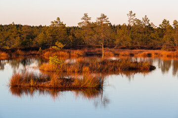 autumn landscapes of swamp lakes